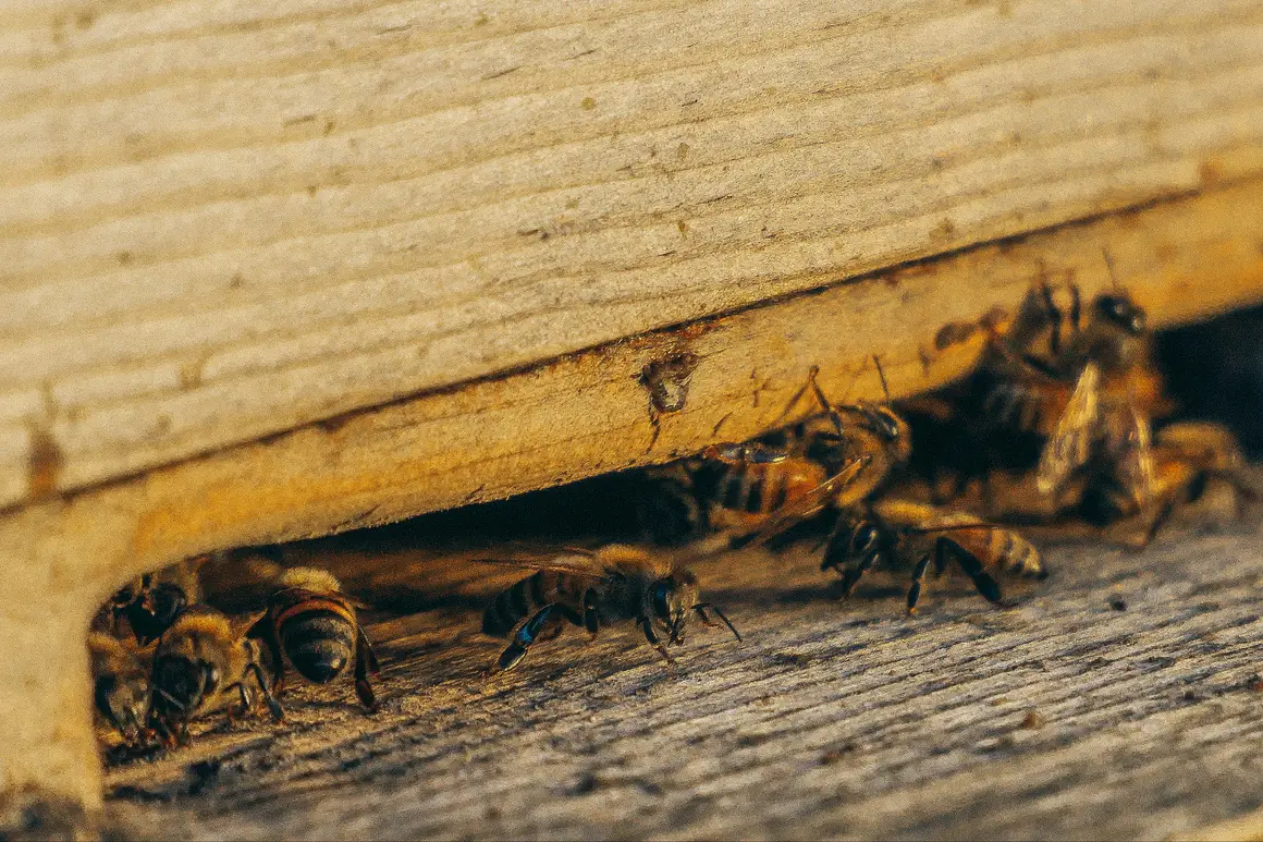 Honey bees at the entrance of a timber hive, the kind relocated by a beekeeper rather than destroyed.